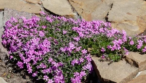 Sadzenie floksów szydlastych najlepiej zaplanować na wiosnę, kiedy miną przymrozki.