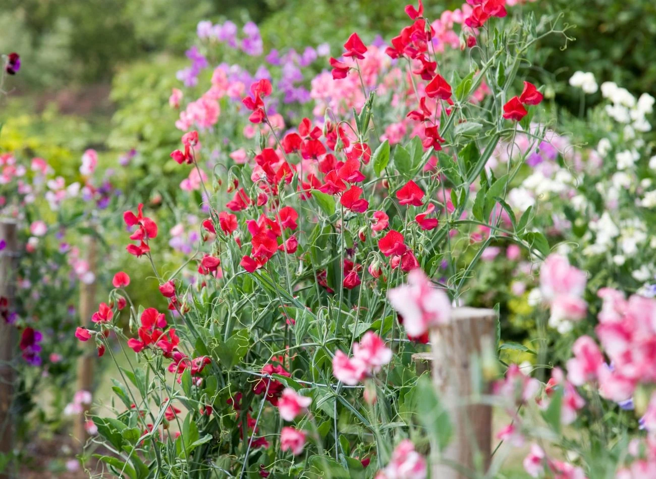 Groszek kwitnie przez całe lato i wabi zapachem