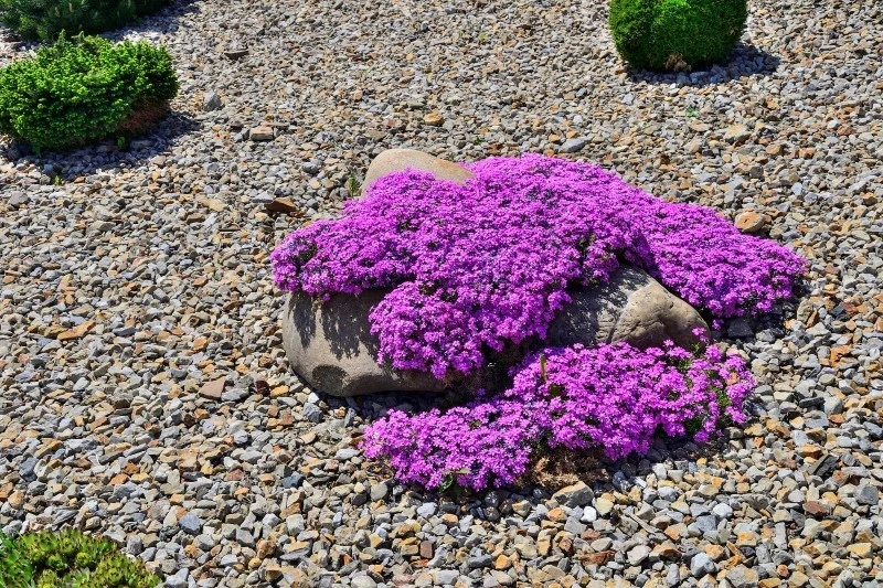 Floksy szydlaste to idealne rośliny na rabaty, skalniaki, murki czy skarpy