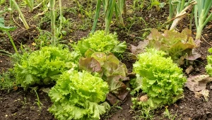 Batavia to odmiana sałaty, która cieszy się popularnością zwłaszcza w Hiszpanii.