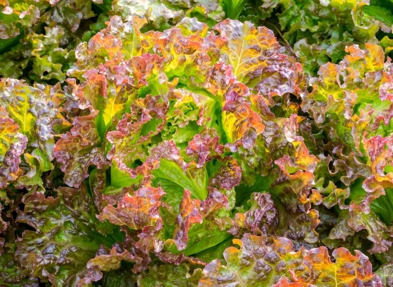 Odmiany batavii różnią się wyglądem lub kolorem liści