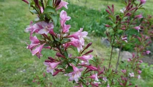 Wiosną urokliwe krzewuszki potrzebują delikatnego przycinania.