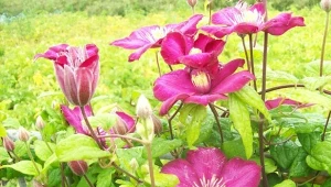 Przycinanie clematisów sprzyja obfitemu kwitnieniu i rozkrzewianiu się roślin./deccoria.pl