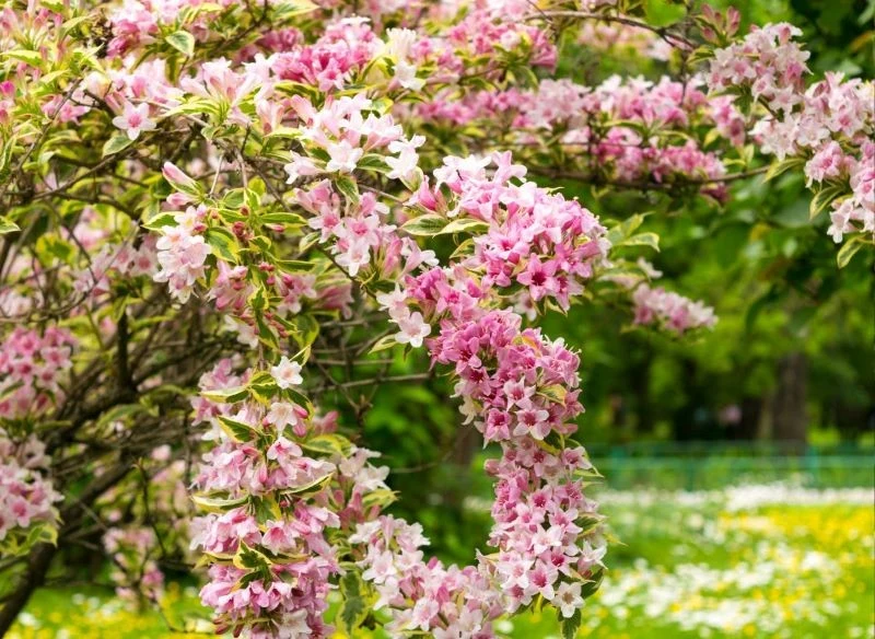 Krzewuszkę trzeba przycinać dwa razy w sezonie