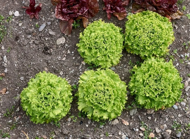 Sałata batavia zawiera w swoim składzie mnóstwo cennych witamin i minerałów