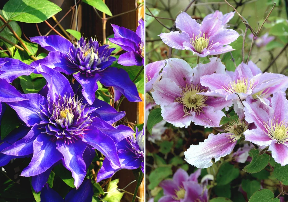 Clematisy, nazywane też powojnikami, to ozdobne kwitnące pnącza, które często zdobią altany i pergole w naszych ogrodach
