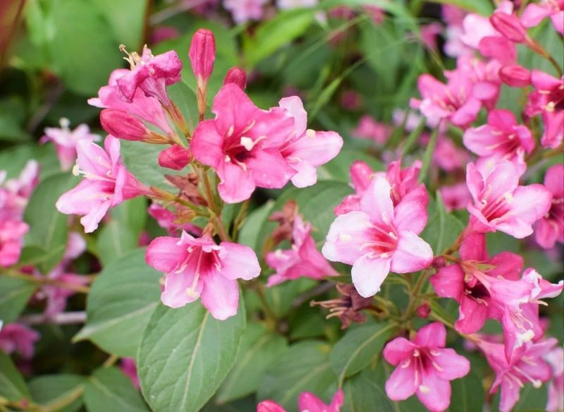 Przycięcie krzewuszki pobudza ją do wydania większej liczby kwiatów