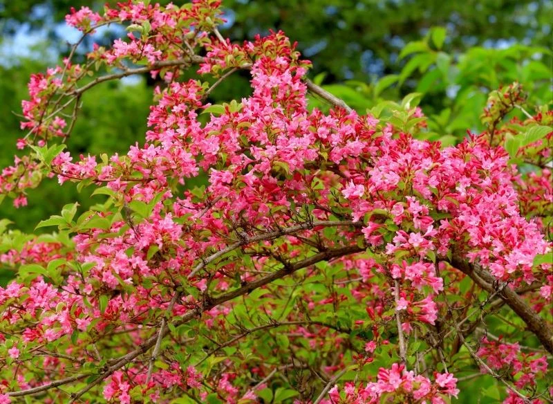 Stare krzewuszki mogą wymagać cięcia odmładzającego