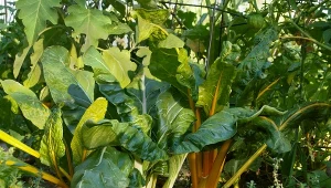 Boćwina – zdrowe, smaczne i dekoracyjne warzywo, które warto wysiać zamiast botwinki. To stara roślina, która znów zdobywa uznanie.