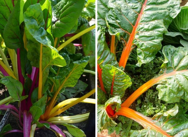 Kolorowe ogonki liściowe boćwiny sprawiają, że jest niemniej atrakcyjna niż kwiaty na rabatach