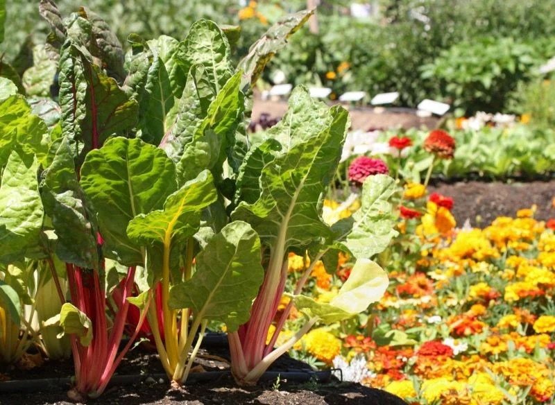 Ta zapomniana roślina wraca do łask, a jej bogactwo wartości przewyższa wiele odmian warzyw liściowych - nie ma na co czekać, czas znaleźć dla niej...