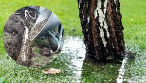 Jak wykonać drenaż trawnika w ogrodzie? Kiedy warto to zrobić?