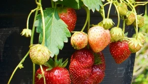 Uprawa truskawek w beczce krok po kroku jest prosta, a forma izolacji od otwartego podłoża pozwala chronić uprawę przed np. szkodnikami. Fot. CanvaPro/krrad/123rf.com