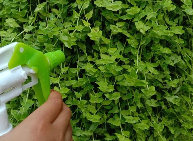 Z opryskami z sody oczyszczonej nie wolno przesadzać