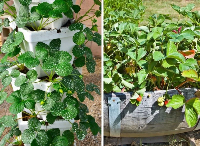 Truskawki w ogrodzie można sadzić też w innych pojemnikach np