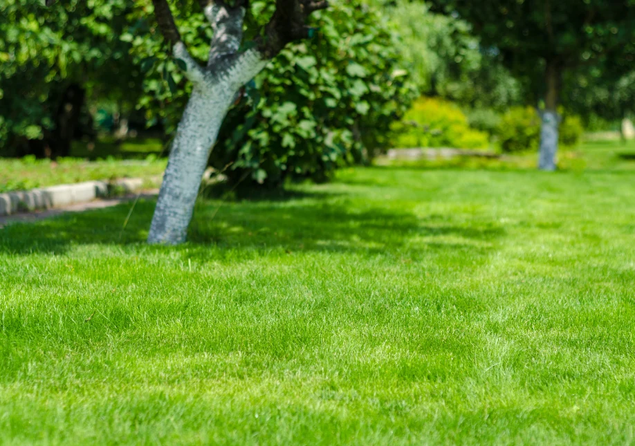 Odpowiednio wykonany drenaż znacząco poprawia kondycję trawnika