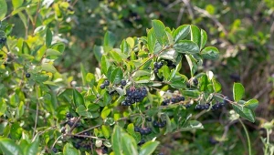 Przycinanie aronii stymuluje wzrost nowych pędów i wpływa pozytywnie na owocowanie.