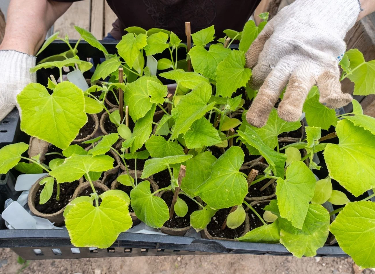 Zdrowe sadzonki ogórków są obietnicą obfitych plonów w sezonie