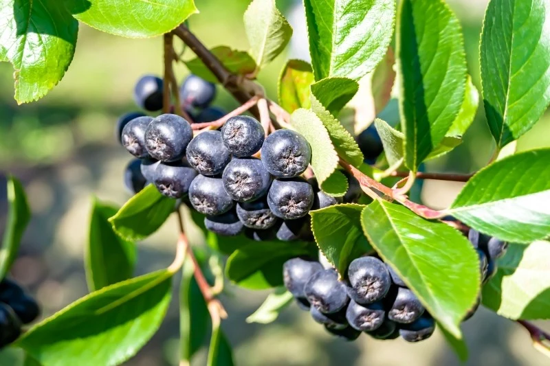 Aronię powinno się przycinać na wiosnę