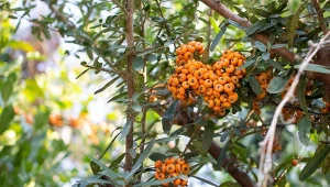 Pierwsze cięcie ognika szkarłatnego przeprowadzamy pierwszy raz w marcu. Fot.123RF.com/tamu1500