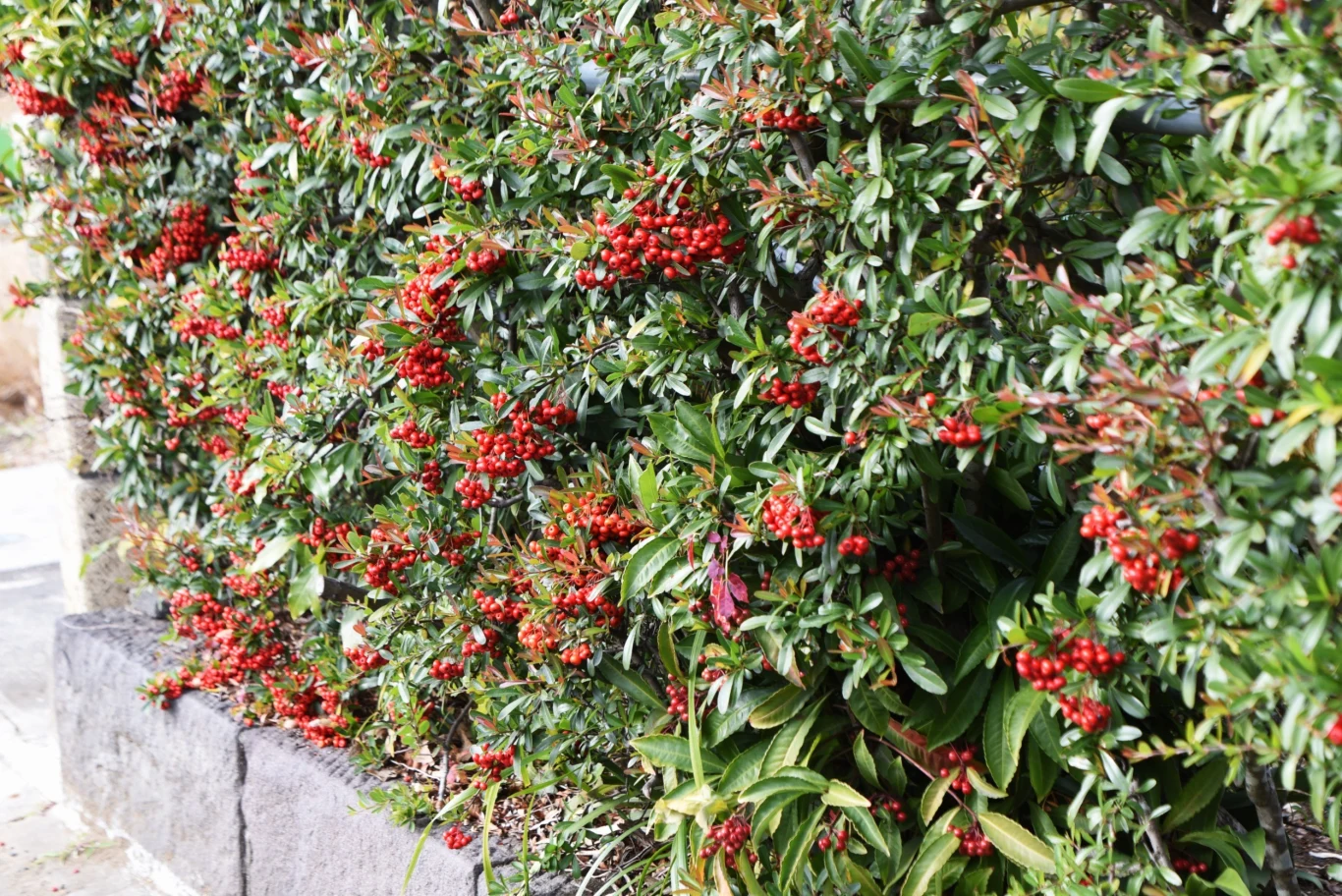 Ogniki szkarłatny formowane na żywopłot powinno przycinać się dwa razy w roku latem