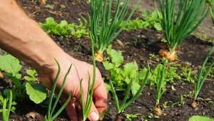 Cebula to dobra towarzyszka dla wielu roślin, ale nie wszystkich.