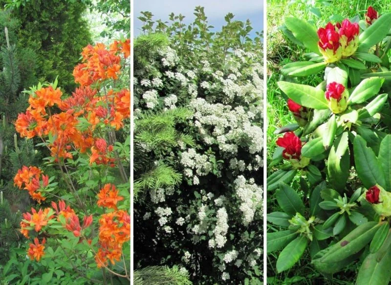 Znajdziemy dziesiątki roślin, których uprawa jest dozwolona, a one same prezentują się w ogrodzie niezwykle barwnie, podnosząc jego estetykę