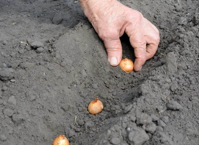 Optymalny termin sadzenia cebuli pozwala na uzyskanie satysfakcjonujących plonów