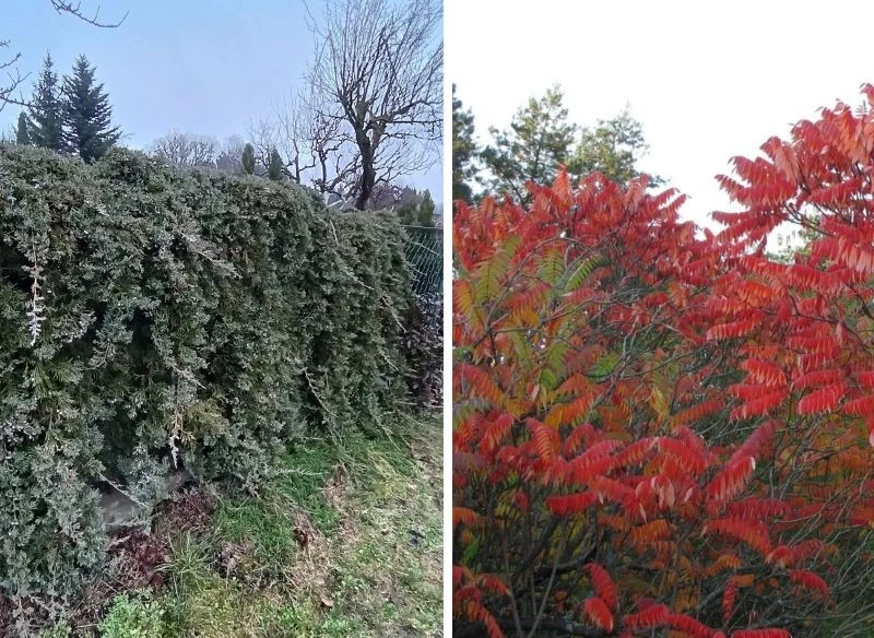Nie wszystkie rośliny niepożądane są zakazane