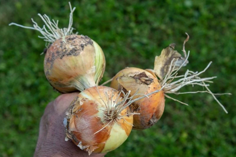 Dobre sąsiedztwo dla cebuli gwarantuje udane zbiory