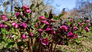 Pielęgnacja ciemierników na wiosnę to ważna czynność, której nie można pominąć.