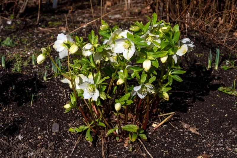 pielęgnacja ciemierników na wiosnę