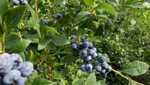 Mikoryza bardzo dobrze sprawdza się w uprawie borówki amerykańskiej. Krzewy są odporne na susze, choroby, obficiej plonują.