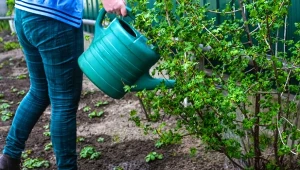 Pierwsze obfite podlewanie potrzebne jest porzeczkom w okresie wegetacyjnym.