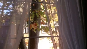 W jakiej odległości od domu sadzić drzewa? Tak, by ich konary oraz system korzeniowy nie zagrażały konstrukcji budynku i innych elementów wokół domu. Fot. jechm/mrivserg/123rf.com