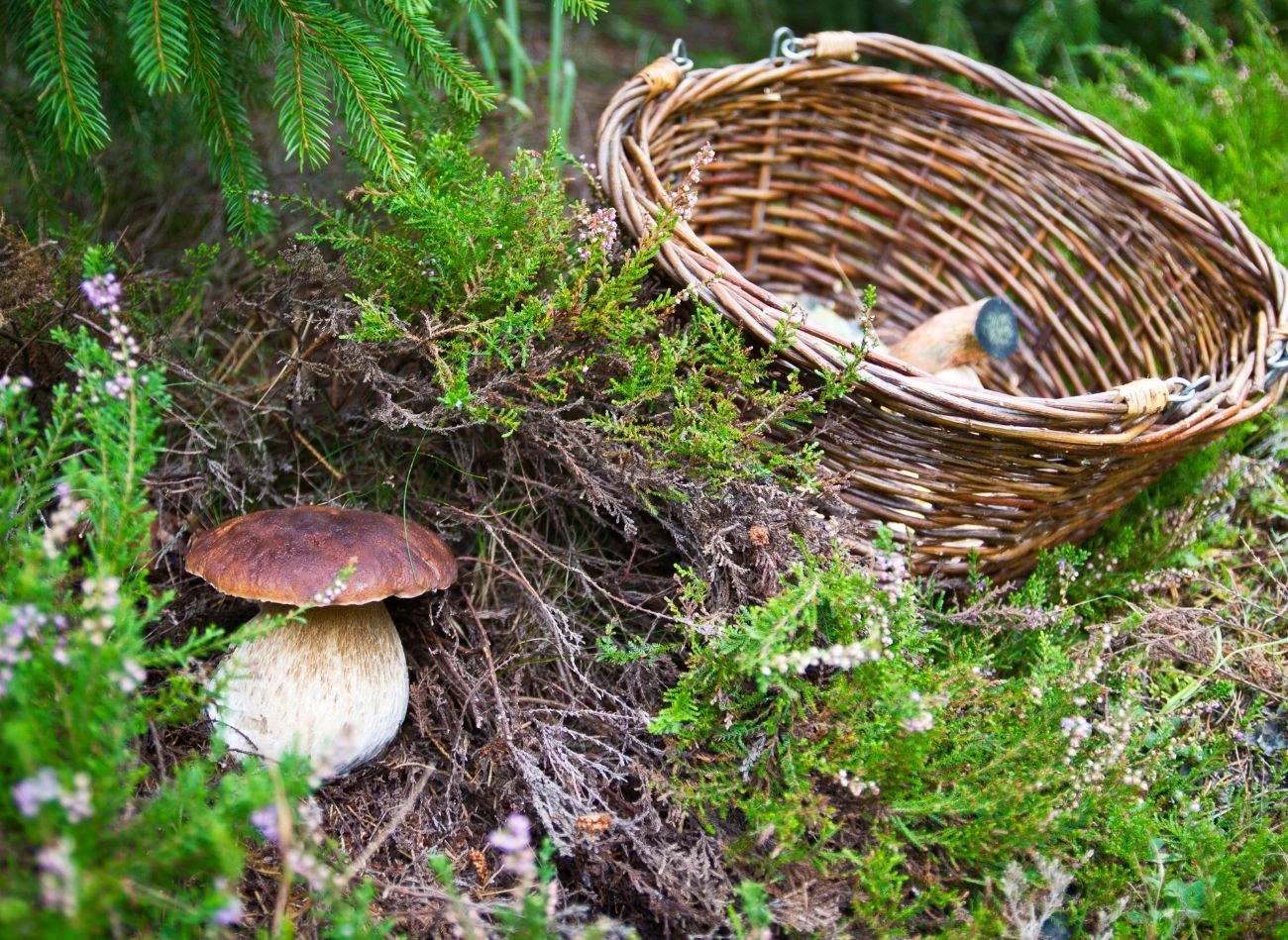 O działaniu mikoryzy najlepiej wiedzą grzybiarze