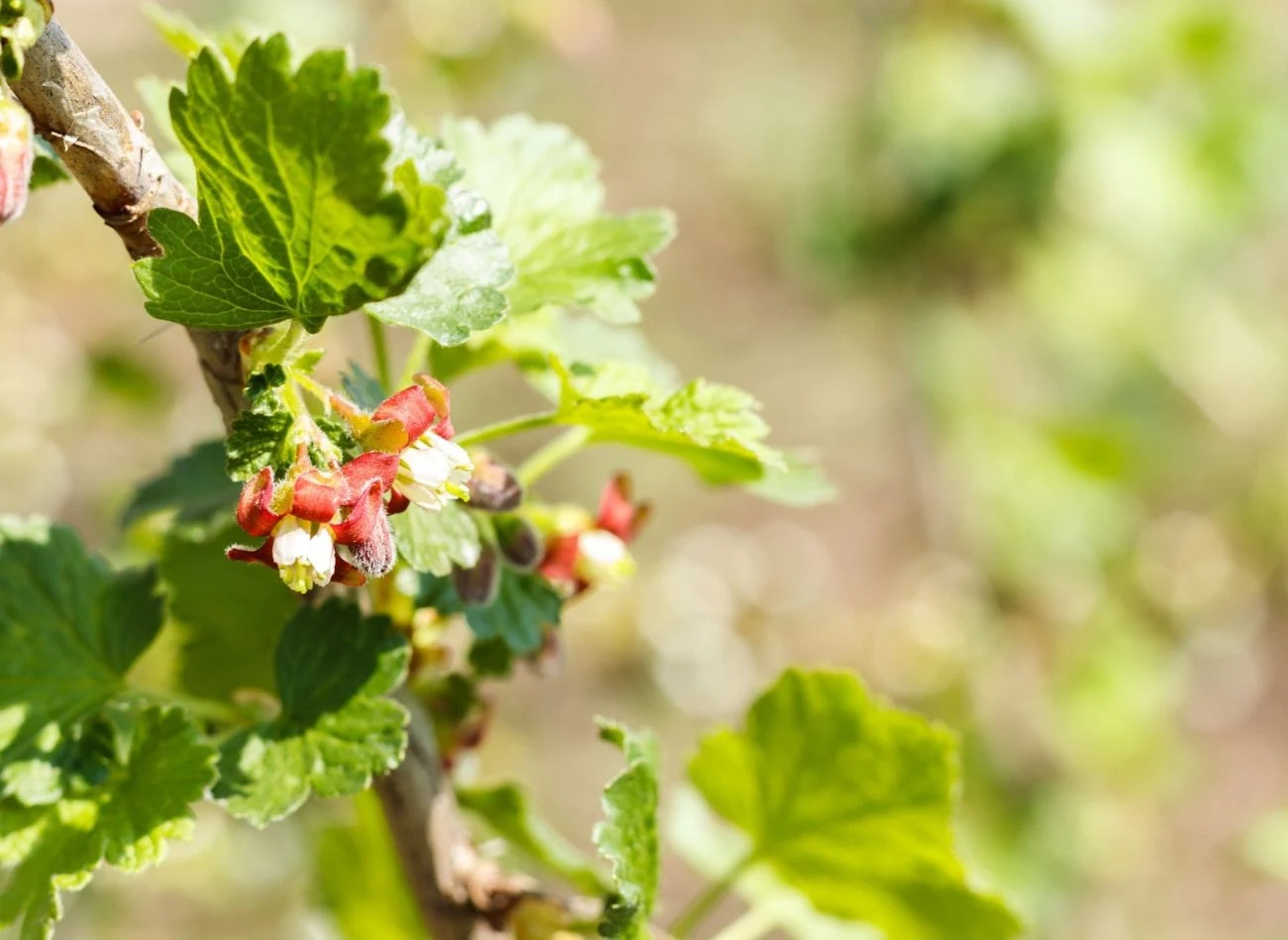Kiedy porzeczka zacznie kwitnąć, śledź prognozy pogody