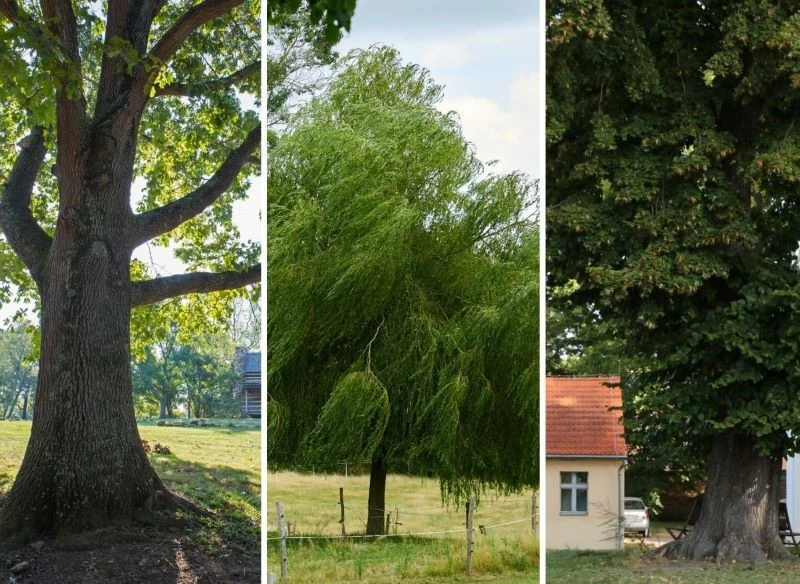 To tylko kilka przykładów drzew, które nie powinny się pojawić w pobliżu zabudowań