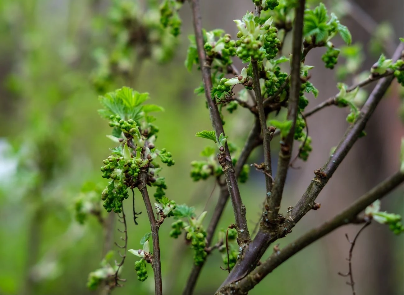 Mikoryza bardzo często wykorzystywana jest w uprawie porzeczek