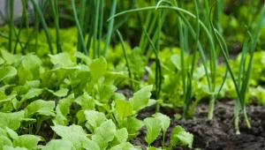 Najzdrowsze nowalijki znajdziemy tylko we własnym ogródku.