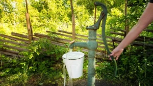 Popularne na działkach abisynki znalazły się pod lupą urzędników.