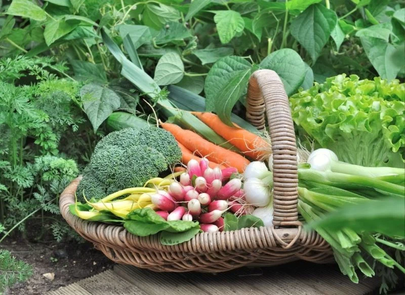 Nowalijki wysiewamy wczesną wiosną – w marcu lub kwietniu