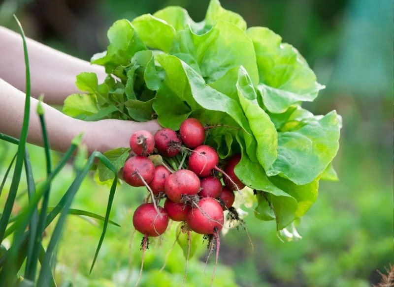 Na nowalijki możemy przeznaczyć m
