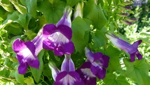 Asarina to efektowne pnącze, które może kwitnąć aż do pierwszych przymrozków.