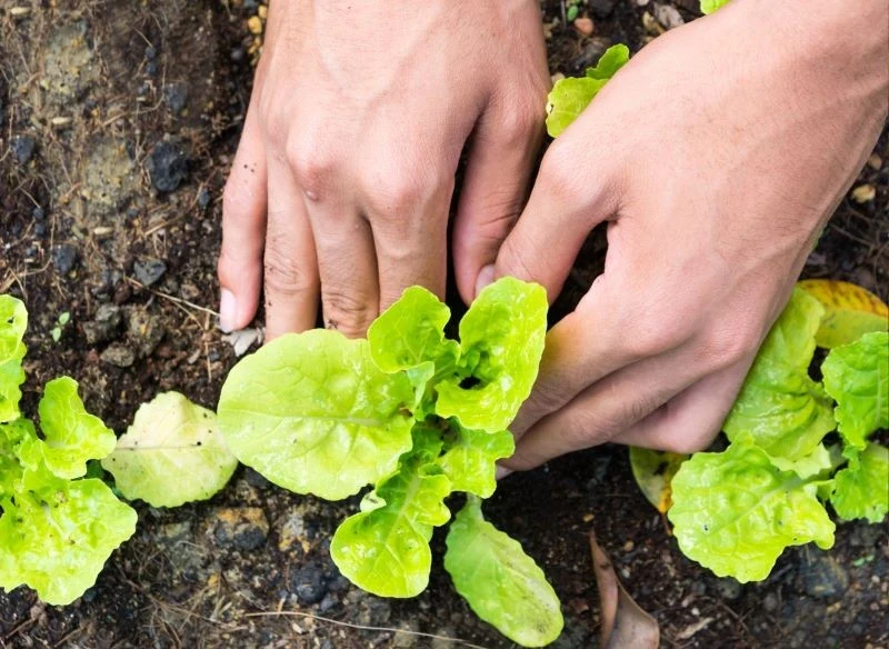 Z sałaty przeznaczonej na nowalijki warto wcześniej przygotować rozsadę