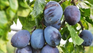 Śliwka węgierka dąbrowicka – stara, wytrzymała odmiana ma wyjątkowy smak, a drylowanie owoców jest łatwiejsze, niż myślisz.