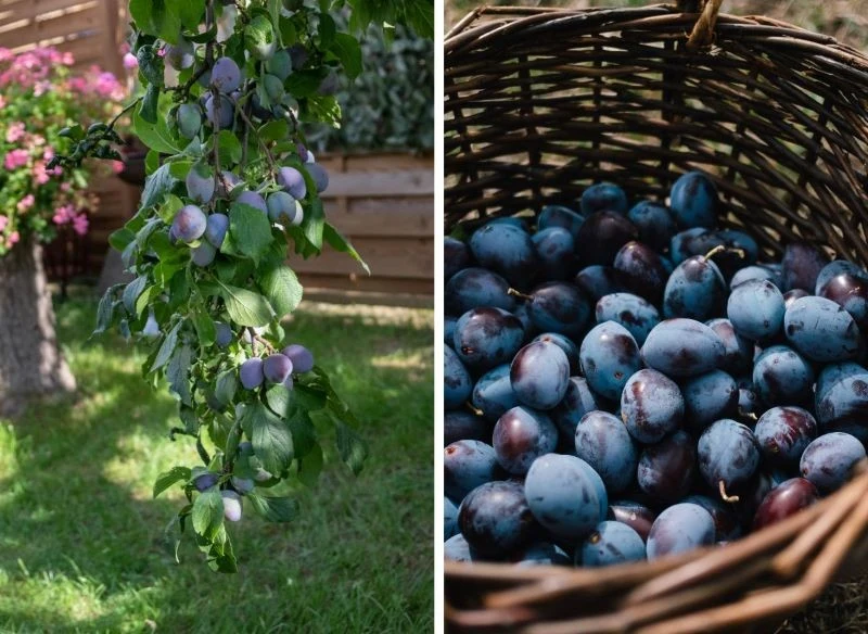 Granatowo-brązowe owoce z niebieskimi i fioletowymi cieniami w środku są mięsiste oraz soczyste