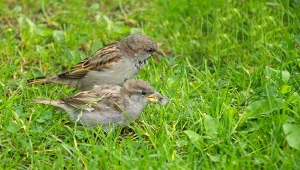 Ptaki w ogrodzie to niezawodni pomocnicy w jego porządkowaniu i zabezpieczaniu upraw przed szkodnikami. Warto je gościć. Fot.