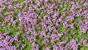 Macierzanka wczesna to świetna alternatywa dla tradycyjnego trawnika.