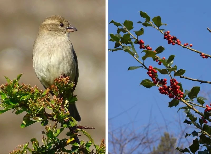 Warto rozsądnie dobierać drzewa, krzewy, a nawet byliny, ponieważ to naturalne źródła pokarmowe wielu gatunków ptaków oraz najlepsze schronienie